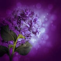 唯美好看绣球花微信头像