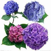 唯美好看绣球花微信头像