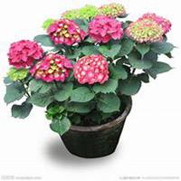 唯美好看绣球花微信头像