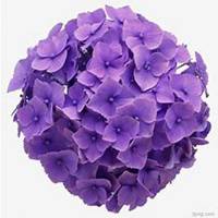 唯美好看绣球花微信头像