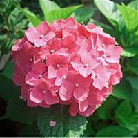 唯美好看绣球花微信头像