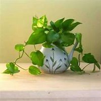 唯美好看绿萝微信头像