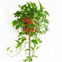 唯美好看绿萝微信头像