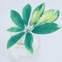 唯美好看绿萝微信头像