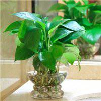 唯美好看绿萝微信头像