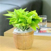 唯美好看绿萝微信头像