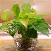 唯美好看绿萝微信头像