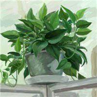 唯美好看绿萝微信头像