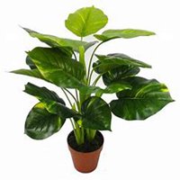 唯美好看绿萝微信头像