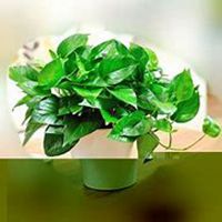 唯美好看绿萝微信头像