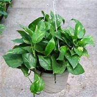 唯美好看绿萝微信头像