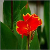 唯美好看美人蕉花朵微信头像