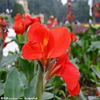 唯美好看美人蕉花朵微信头像