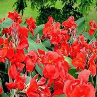 唯美好看美人蕉花朵微信头像