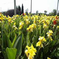 唯美好看美人蕉花朵微信头像