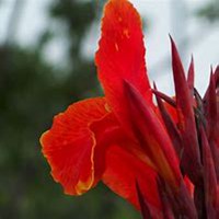 唯美好看美人蕉花朵微信头像