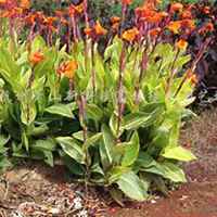 唯美好看美人蕉花朵微信头像