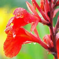 唯美好看美人蕉花朵微信头像