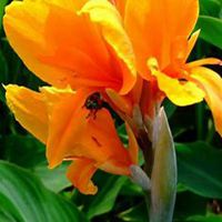 唯美好看美人蕉花朵微信头像