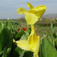 唯美好看美人蕉花朵微信头像