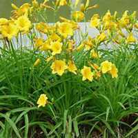 唯美好看美人蕉花朵微信头像