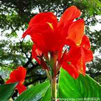 唯美好看美人蕉花朵微信头像