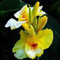 唯美好看美人蕉花朵微信头像