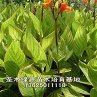 唯美好看美人蕉花朵微信头像