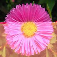 唯美好看翠菊微信头像