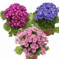 唯美好看翠菊微信头像