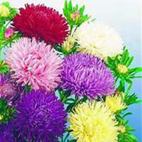 唯美好看翠菊微信头像