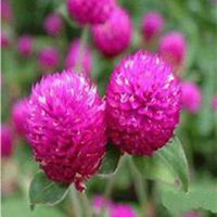 唯美好看翠菊微信头像