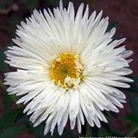 唯美好看翠菊微信头像