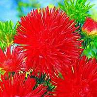 唯美好看翠菊微信头像