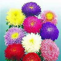 唯美好看翠菊微信头像