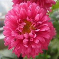 唯美好看翠菊微信头像