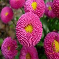 唯美好看翠菊微信头像