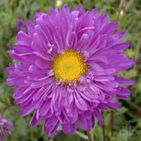 唯美好看翠菊微信头像