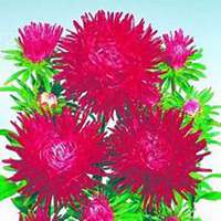 唯美好看翠菊微信头像