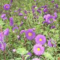 唯美好看翠菊微信头像