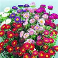 唯美好看翠菊微信头像