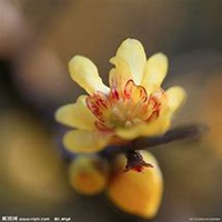 唯美好看腊梅微信头像