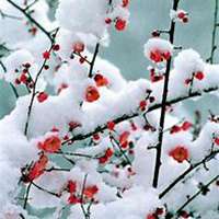 唯美好看腊梅微信头像