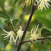 唯美好看腊梅微信头像