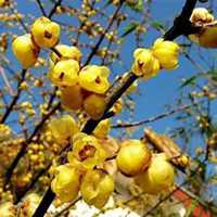 唯美好看腊梅微信头像