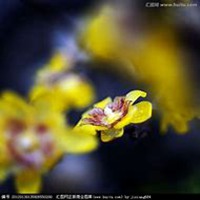 唯美好看腊梅微信头像