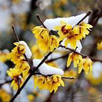 唯美好看腊梅微信头像