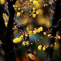 唯美好看腊梅微信头像