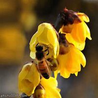 唯美好看腊梅微信头像