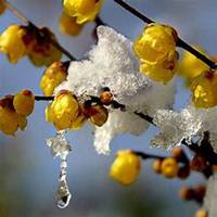 唯美好看腊梅微信头像